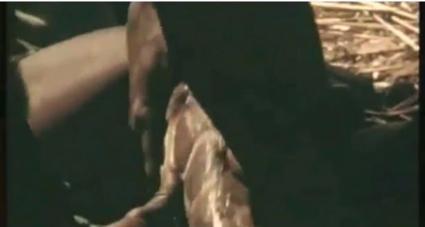 Timsahı denedi olmadı... 38