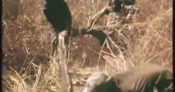 Timsahı denedi olmadı... 40