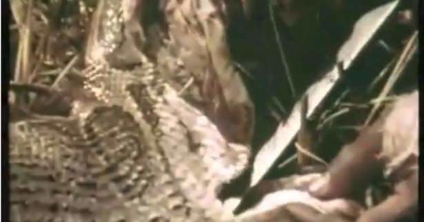 Timsahı denedi olmadı... 41