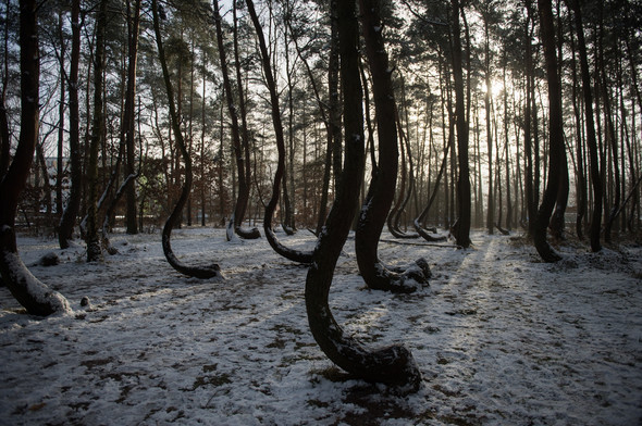 Bu ağaçların sırrını kimse çözemiyor 1
