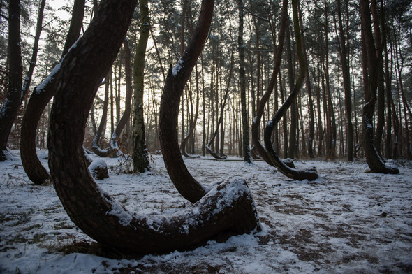 Bu ağaçların sırrını kimse çözemiyor 2