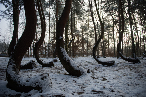 Bu ağaçların sırrını kimse çözemiyor 3