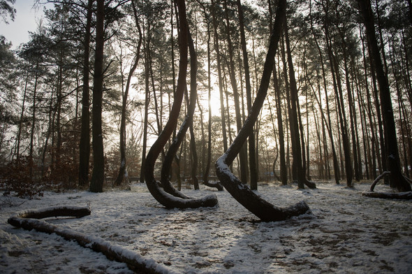 Bu ağaçların sırrını kimse çözemiyor 5