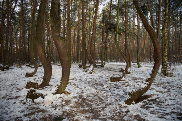 Bu ağaçların sırrını kimse çözemiyor 6