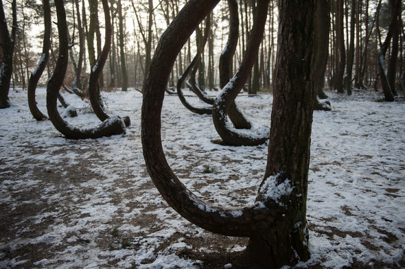 Bu ağaçların sırrını kimse çözemiyor 7