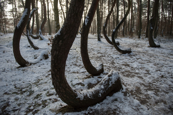 Bu ağaçların sırrını kimse çözemiyor 8