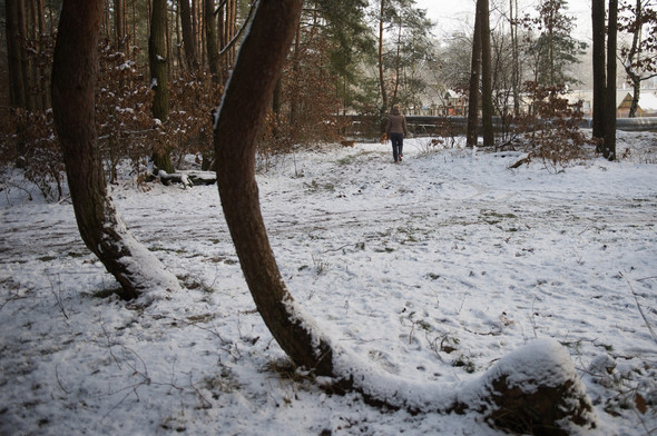 Bu ağaçların sırrını kimse çözemiyor 9