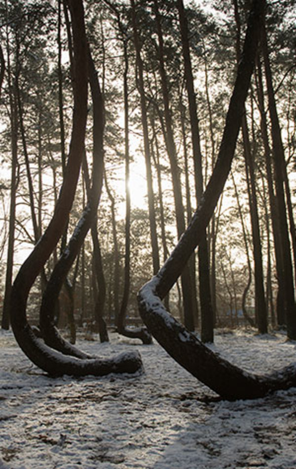 Bu ağaçların sırrını kimse çözemiyor 10