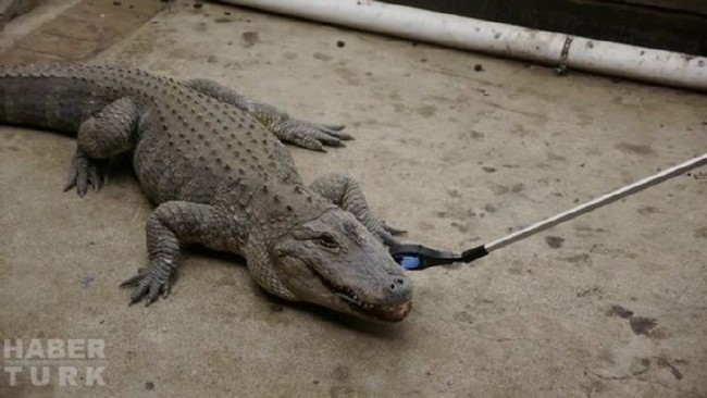 Telefonlara yapılan sıra dışı testler 99