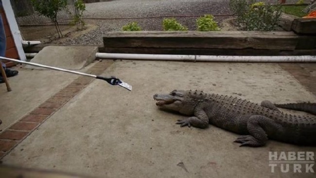 Telefonlara yapılan sıra dışı testler 85