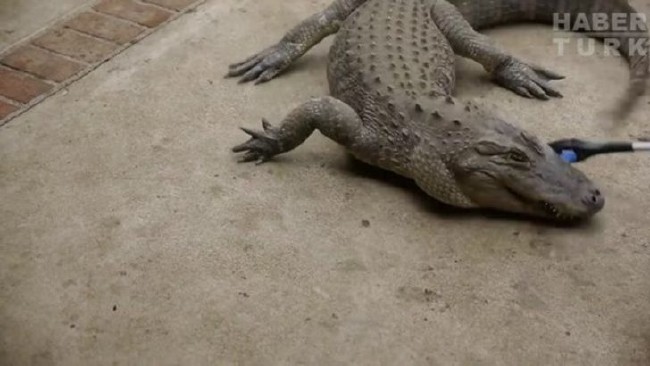 Telefonlara yapılan sıra dışı testler 97