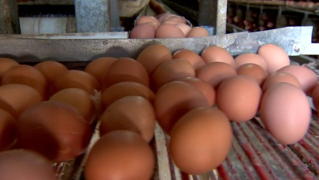 Yumurtanın kodu 3 ile başlıyorsa almayın 10