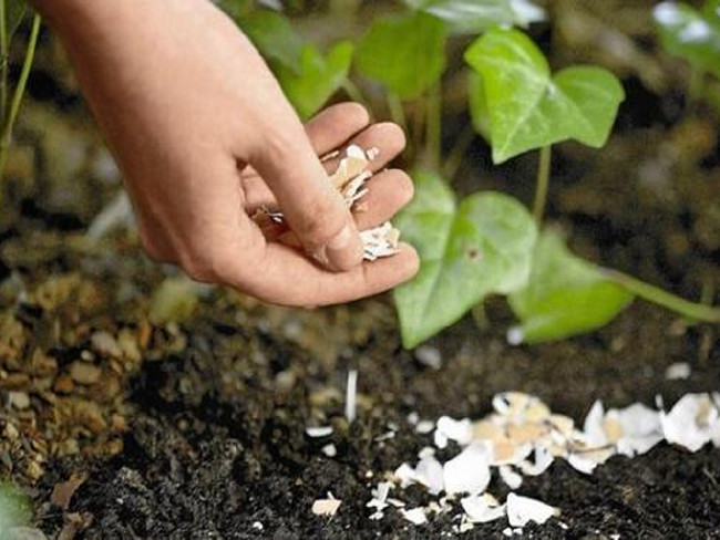 Yumurta kabuğunu toprağa gömün 1