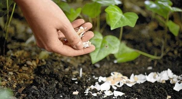 Yumurta kabuğunu toprağa gömün 2