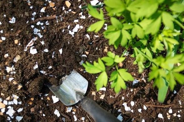 Yumurta kabuğunu toprağa gömün 4