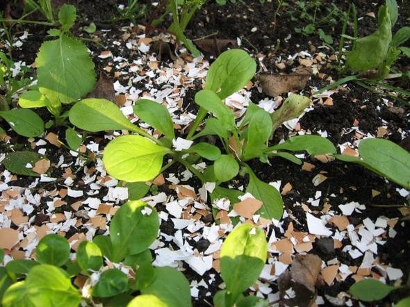 Yumurta kabuğunu toprağa gömün 5