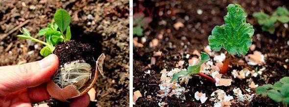 Yumurta kabuğunu toprağa gömün 7