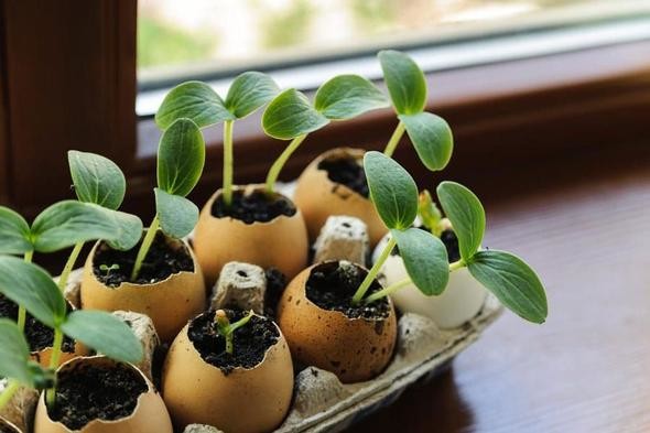 Yumurta kabuğunu toprağa gömün 8