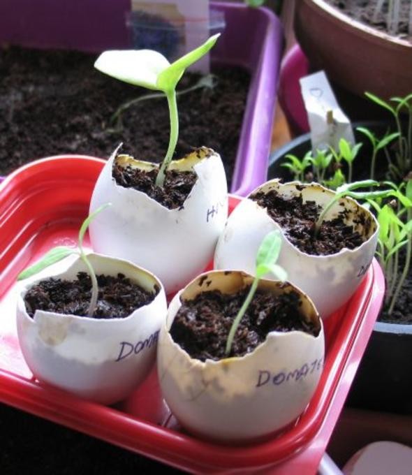 Yumurta kabuğunu toprağa gömün 9