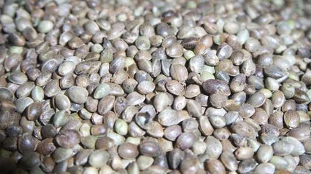 İbn-i Sina'nın 1000 yıl önce hazırladığı reçeteler 13