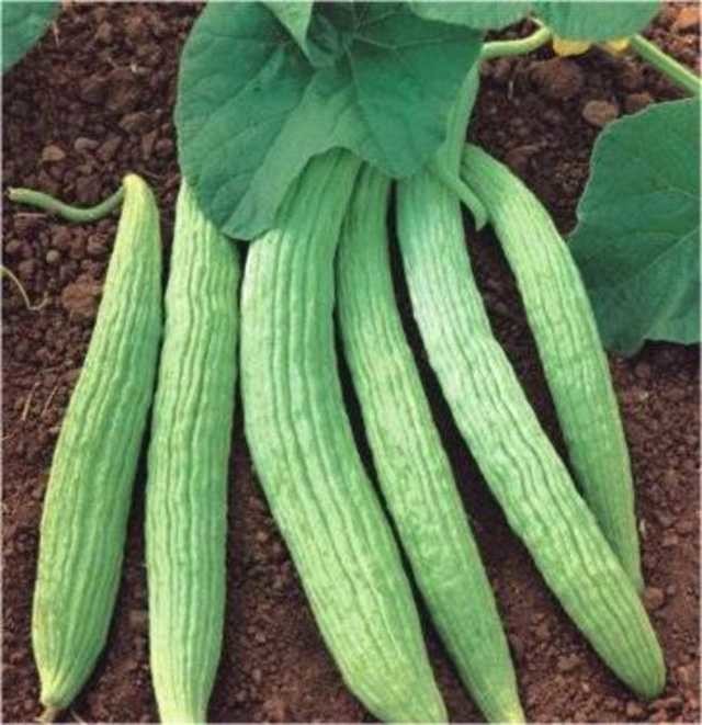 İbn-i Sina'nın 1000 yıl önce hazırladığı reçeteler 14