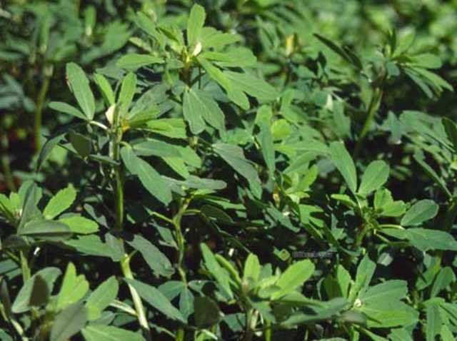 İbn-i Sina'nın 1000 yıl önce hazırladığı reçeteler 19