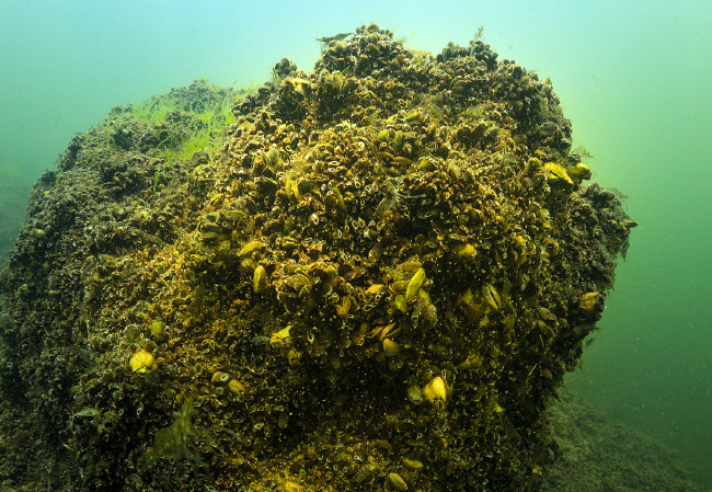 Bafa Gölü'nü hiç böyle görmediniz 7