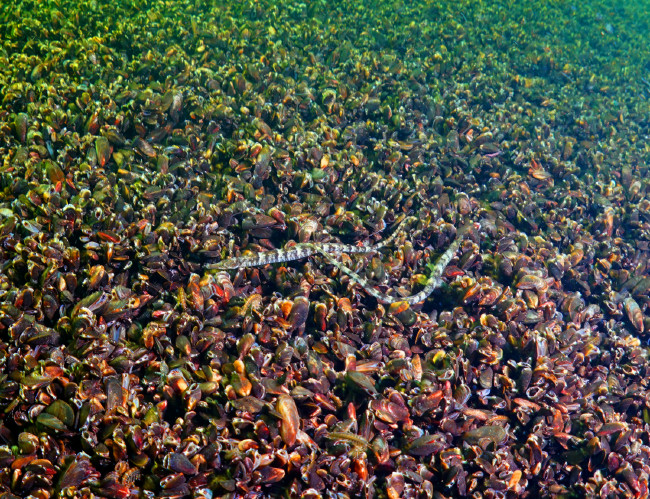 Bafa Gölü'nü hiç böyle görmediniz 13