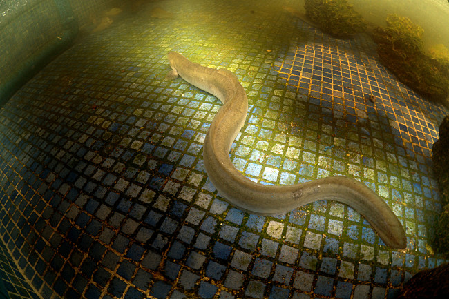 Bafa Gölü'nü hiç böyle görmediniz 14