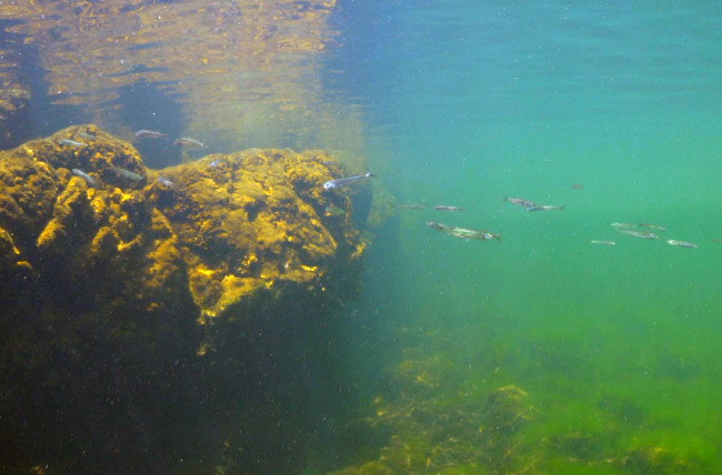 Bafa Gölü'nü hiç böyle görmediniz 15