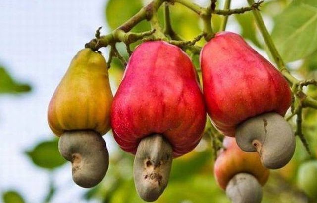 Birbirinden tuhaf meyve ve sebzeler 1