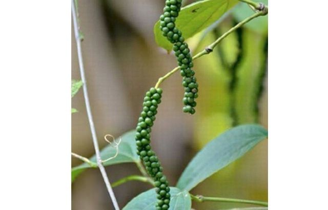 Birbirinden tuhaf meyve ve sebzeler 12