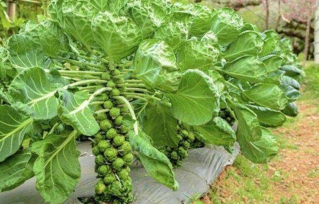 Birbirinden tuhaf meyve ve sebzeler 13