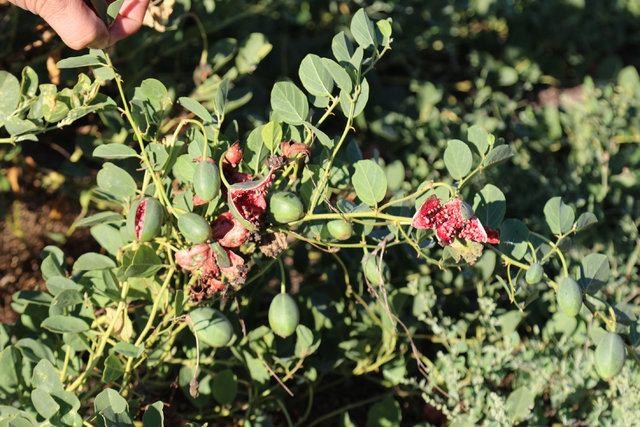 Birbirinden tuhaf meyve ve sebzeler 15