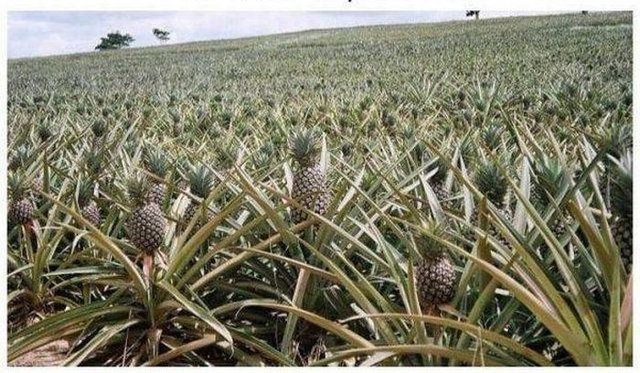 Birbirinden tuhaf meyve ve sebzeler 3