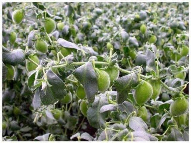 Birbirinden tuhaf meyve ve sebzeler 4