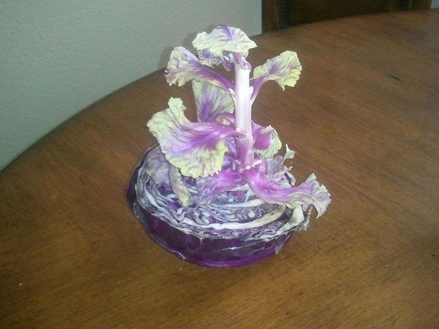 Birbirinden tuhaf meyve ve sebzeler 45