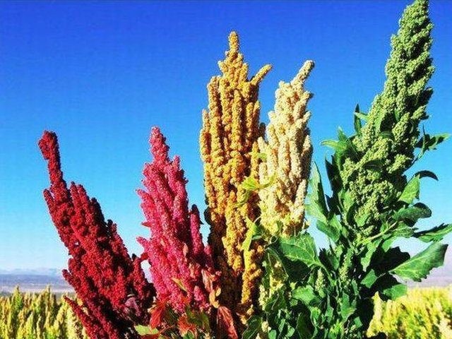 Birbirinden tuhaf meyve ve sebzeler 5