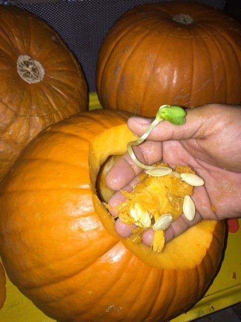 Birbirinden tuhaf meyve ve sebzeler 49