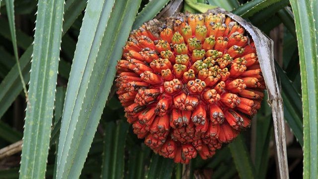 Birbirinden tuhaf meyve ve sebzeler 60