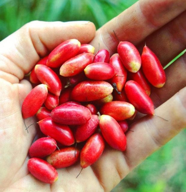 Birbirinden tuhaf meyve ve sebzeler 61