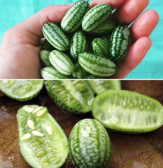 Birbirinden tuhaf meyve ve sebzeler 64