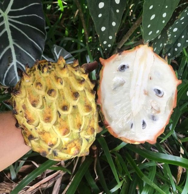 Birbirinden tuhaf meyve ve sebzeler 65