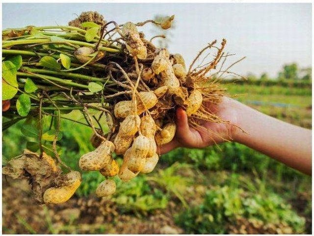 Birbirinden tuhaf meyve ve sebzeler 7