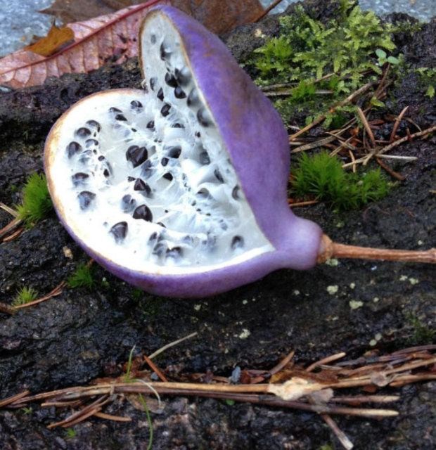 Birbirinden tuhaf meyve ve sebzeler 70