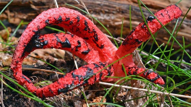Birbirinden tuhaf meyve ve sebzeler 71