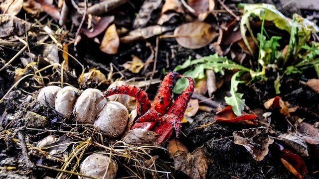 Birbirinden tuhaf meyve ve sebzeler 72