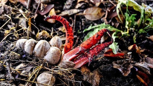 Birbirinden tuhaf meyve ve sebzeler 73