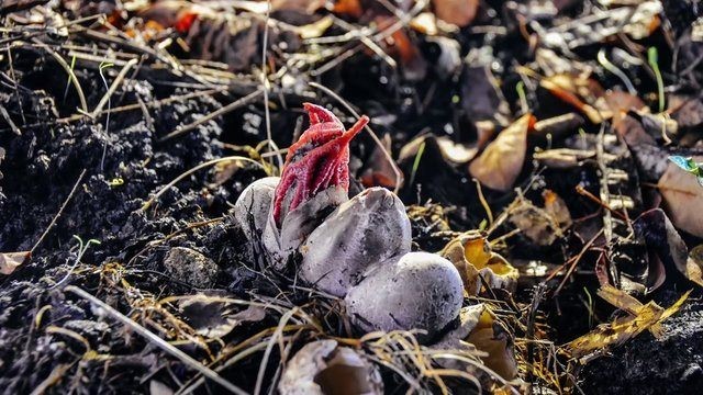 Birbirinden tuhaf meyve ve sebzeler 74