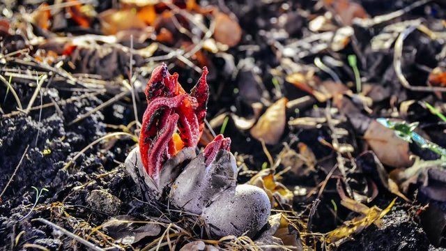 Birbirinden tuhaf meyve ve sebzeler 75